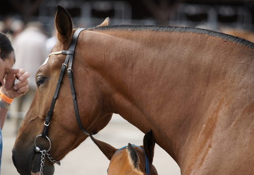 Chevaux