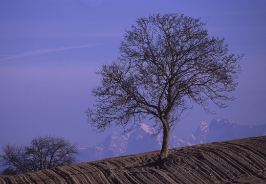 Arbres